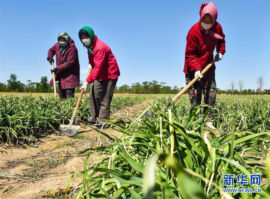  5月11日，農(nóng)民在山西省大同市云州區(qū)西坪鎮(zhèn)唐家堡村邊的黃花菜地里除草。新華社發(fā)（柴婷 攝）